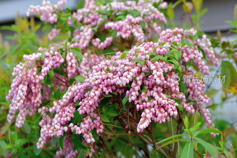 Pieris japonica /日本仙女座花